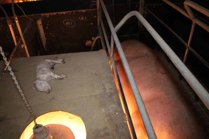 Dead piglet on top of crate