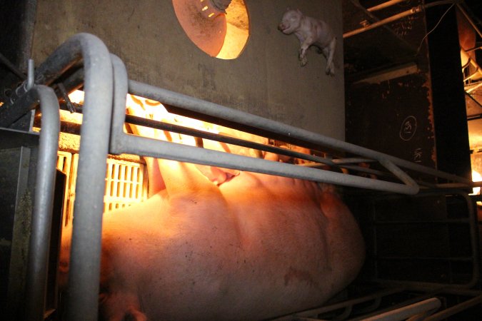 Dead piglet on top of crate