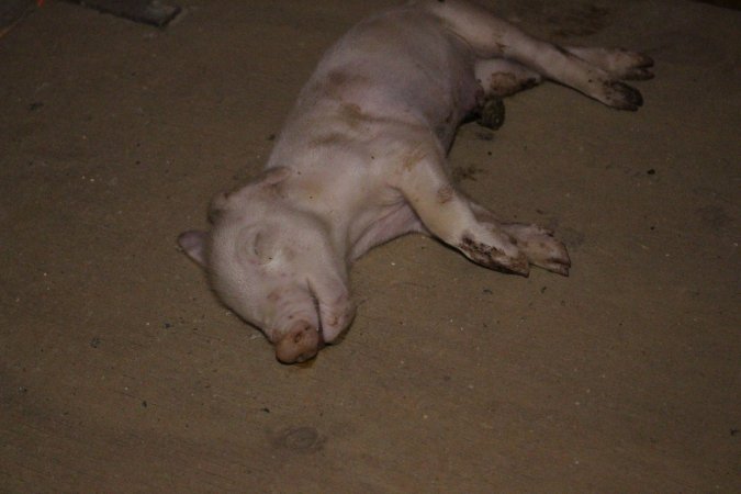 Dead piglet on top of crate