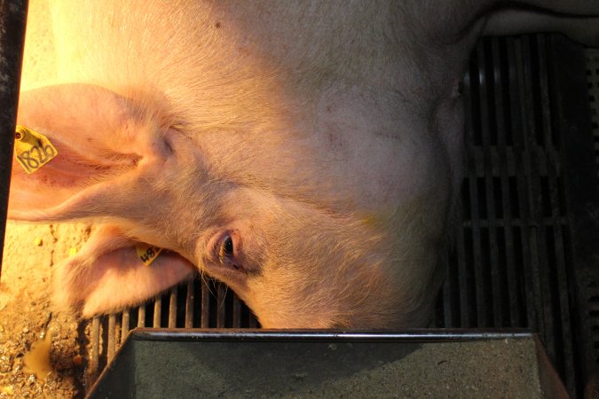 Farrowing crates at Wonga Piggery NSW