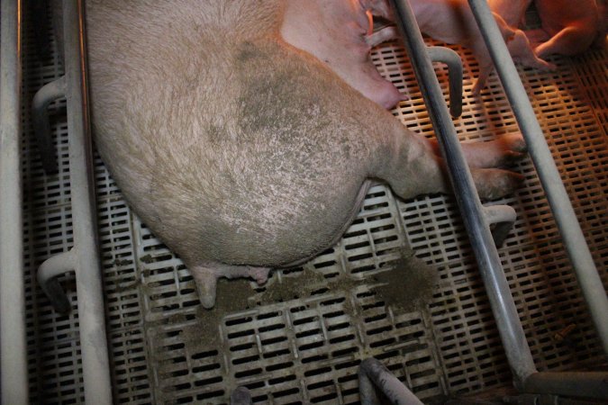 Farrowing crates at Wonga Piggery NSW