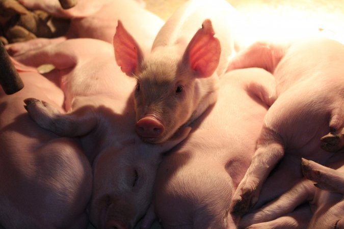 Farrowing crates at Wonga Piggery NSW