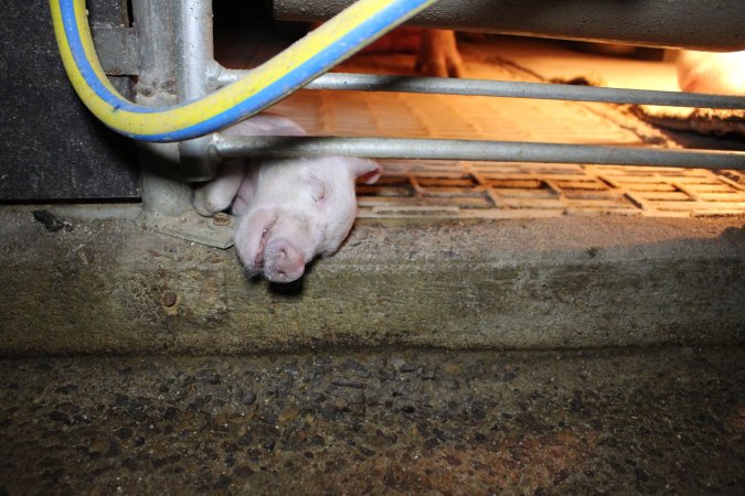 Dead piglet poking out from under farrowing crate bars
