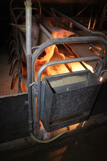 Dead piglet poking out from under farrowing crate bars