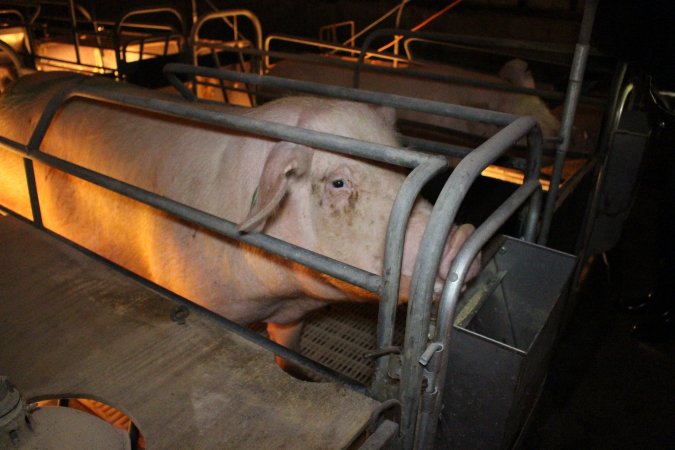 Farrowing crates at Wonga Piggery NSW