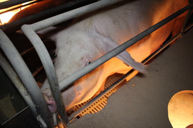 Farrowing crates at Wonga Piggery NSW