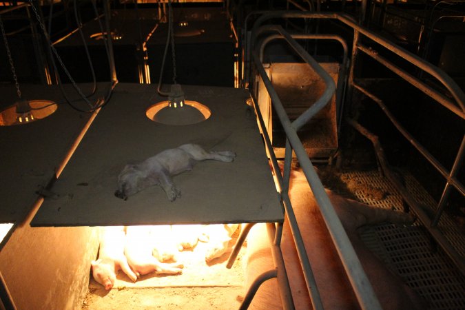 Dead piglet on top of farrowing crate