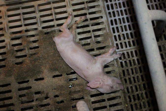 Dead piglet in farrowing crate