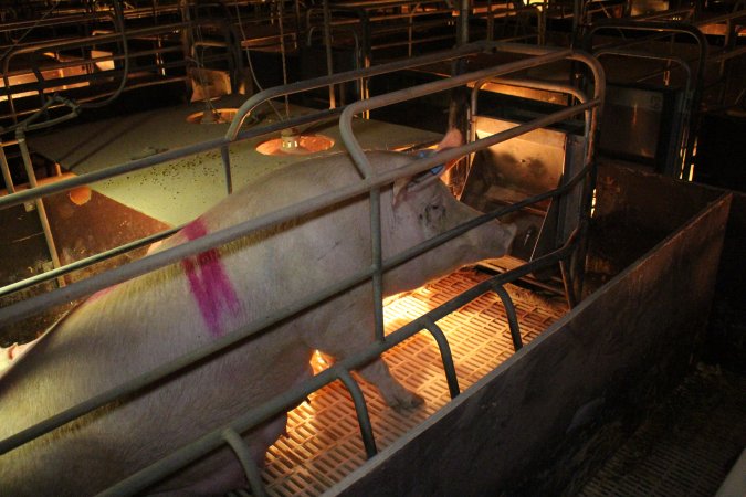 Farrowing crates at Wonga Piggery NSW