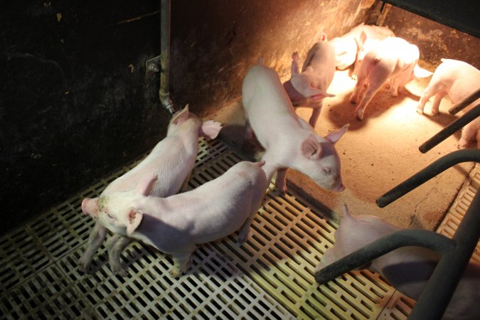 Farrowing crates at Wonga Piggery NSW