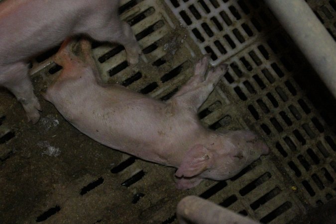 Dead piglet in farrowing crate