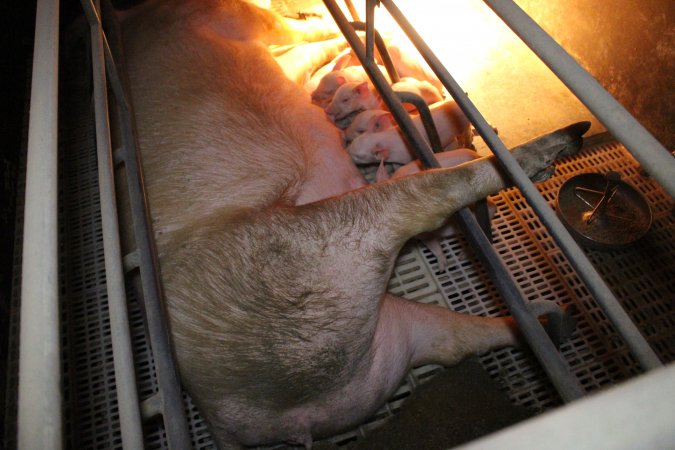 Farrowing crates at Wonga Piggery NSW