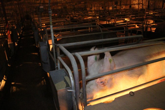 Farrowing crates at Wonga Piggery NSW