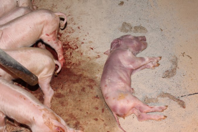 Dead piglet on blood-soaked floor