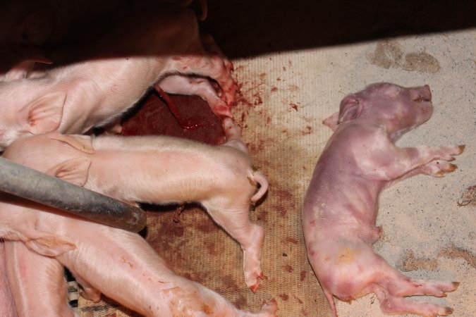 Dead piglet on blood-soaked floor