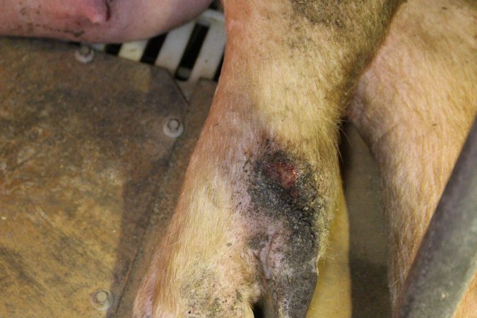 Sow with leg wound