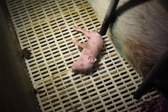 Farrowing crates at Wonga Piggery NSW