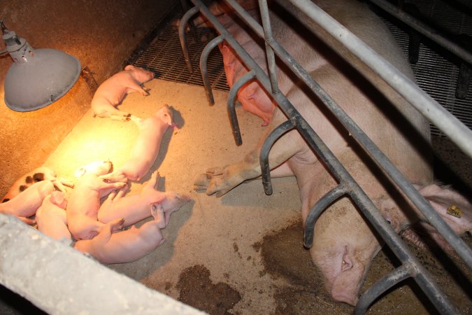 Farrowing crates at Wonga Piggery NSW