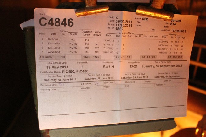 Record above farrowing crate