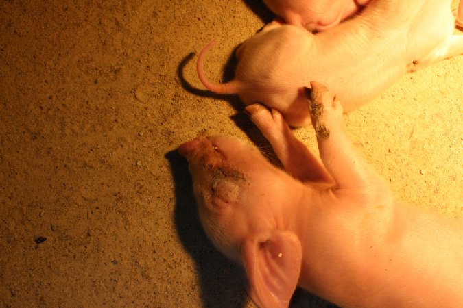 Farrowing crates at Wonga Piggery NSW