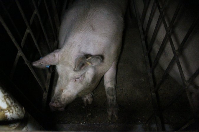 Sow stalls at Wonga Piggery NSW