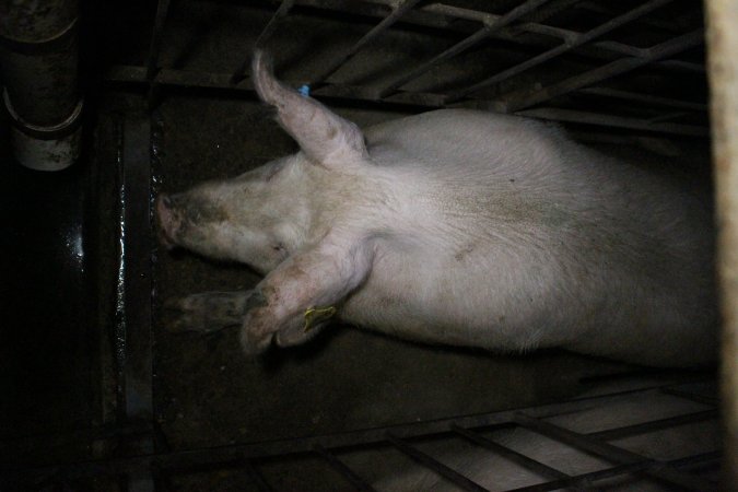 Sow stalls at Wonga Piggery NSW