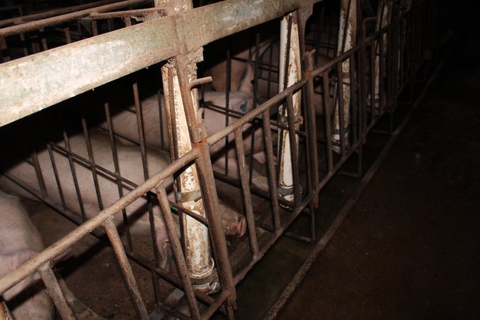 Sow stalls at Wonga Piggery NSW