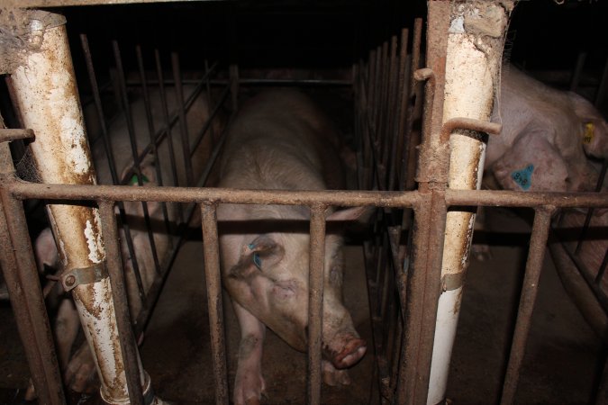 Sow stalls at Wonga Piggery NSW