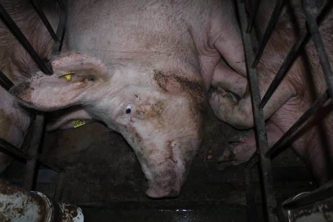 Sow stalls at Wonga Piggery NSW