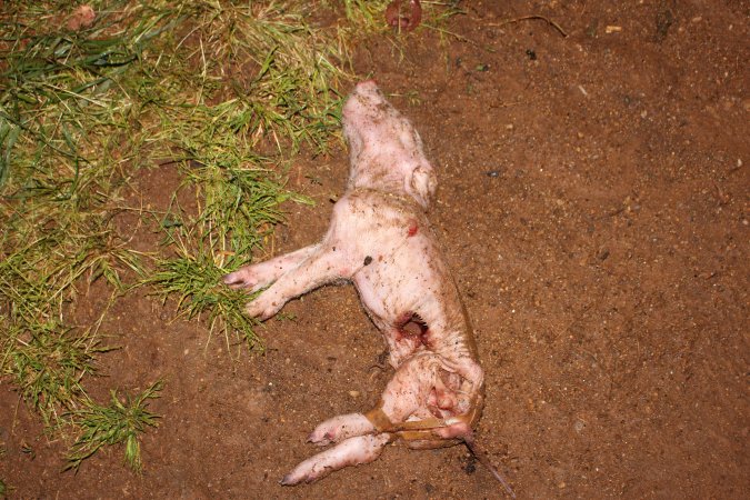 Dead piglet outside