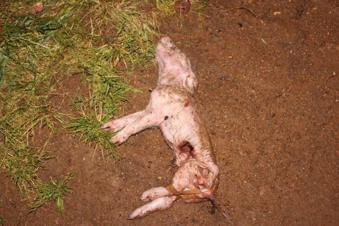 Dead piglet outside