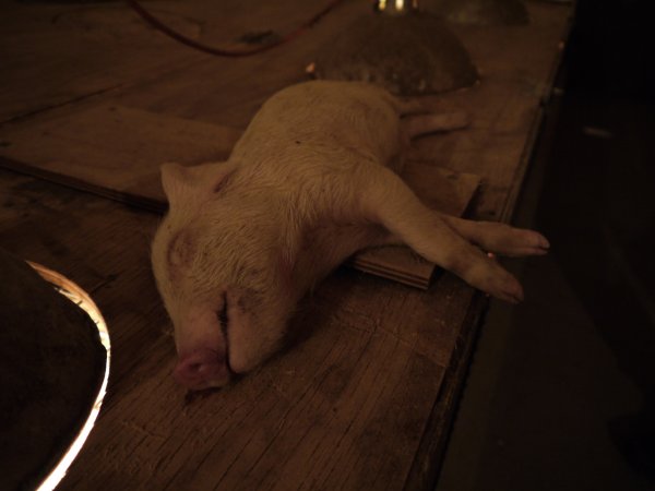 Dead piglet on roof of weaner pen