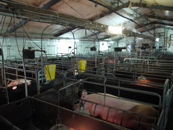 Farrowing crates at Templemore Piggery NSW
