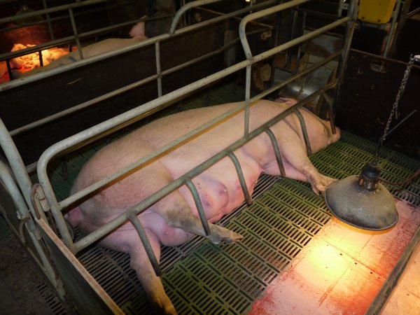 Farrowing crates at Templemore Piggery NSW