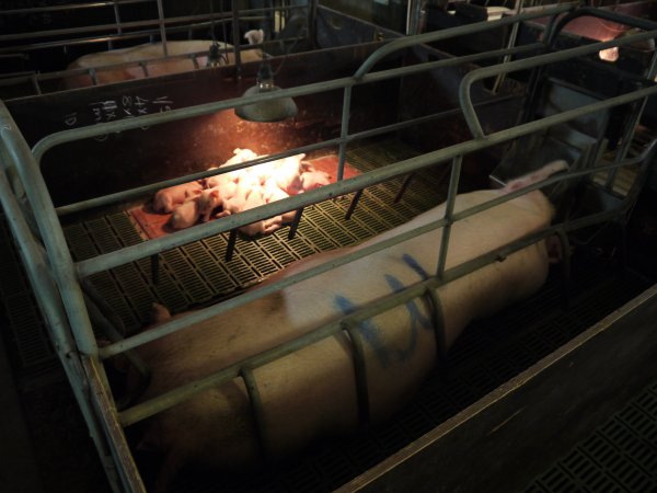 Farrowing crates at Templemore Piggery NSW
