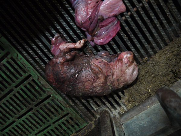 Mummified (stillborn) piglet