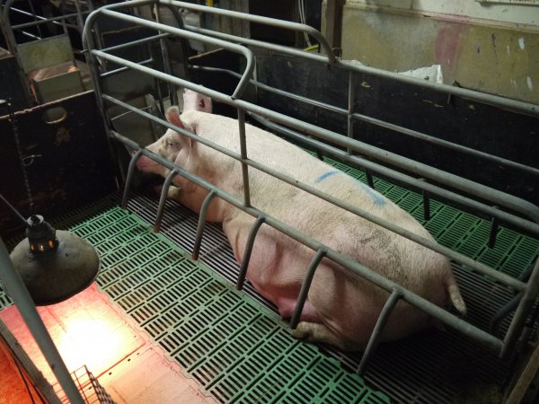 Pregnant sow in farrowing crate