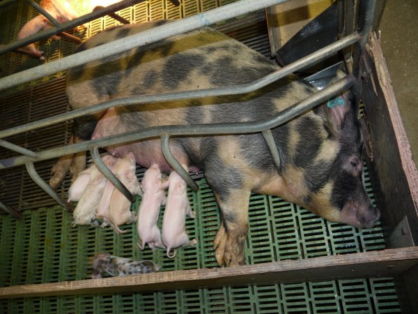 Farrowing crates at Templemore Piggery NSW