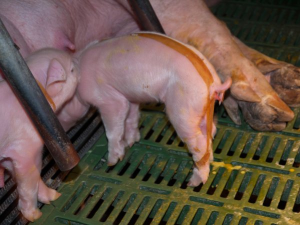 Piglet with splayleg tape