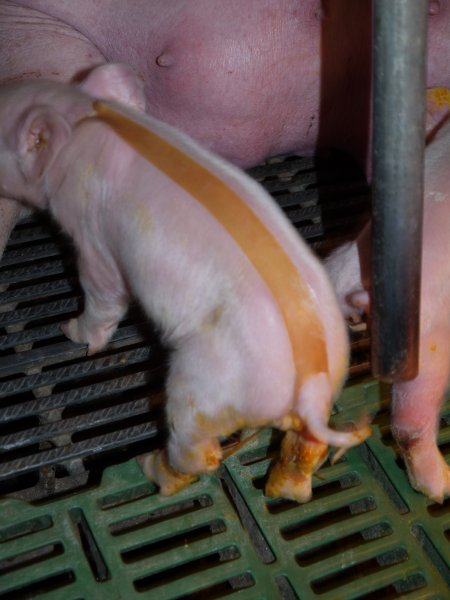 Piglet with splayleg tape