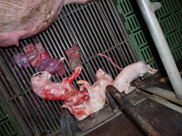 Dead piglets in farrowing crate