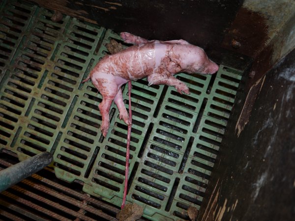 Dead piglet in farrowing crate