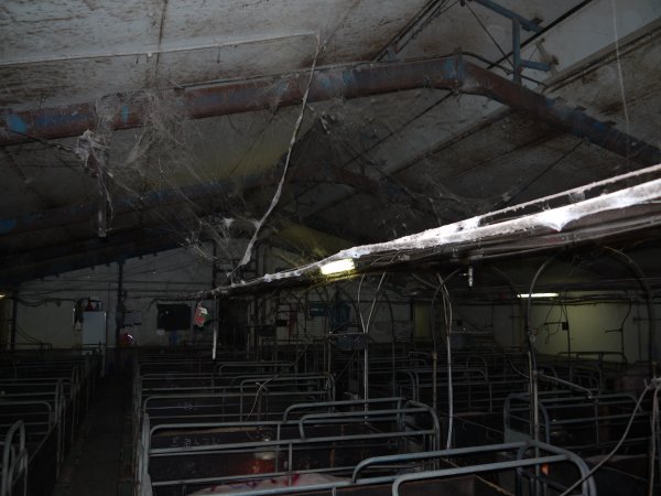 Farrowing crate shed