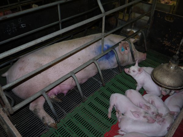 Farrowing crates at Templemore Piggery NSW