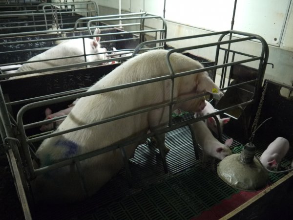 Farrowing crates at Templemore Piggery NSW