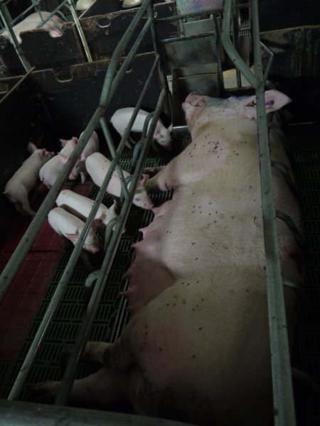 Farrowing crates at Templemore Piggery NSW