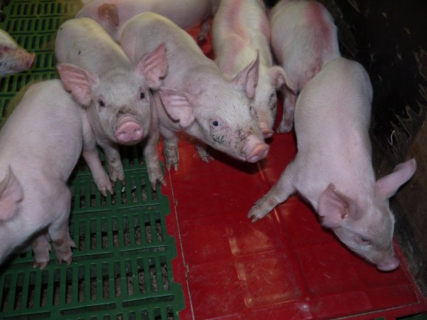 Farrowing crates at Templemore Piggery NSW