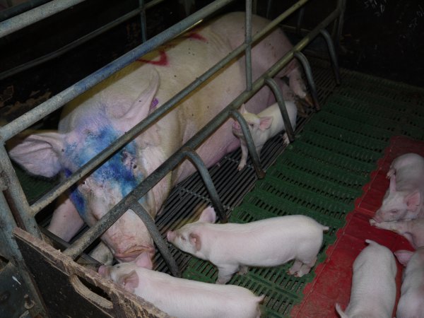 Farrowing crates at Templemore Piggery NSW