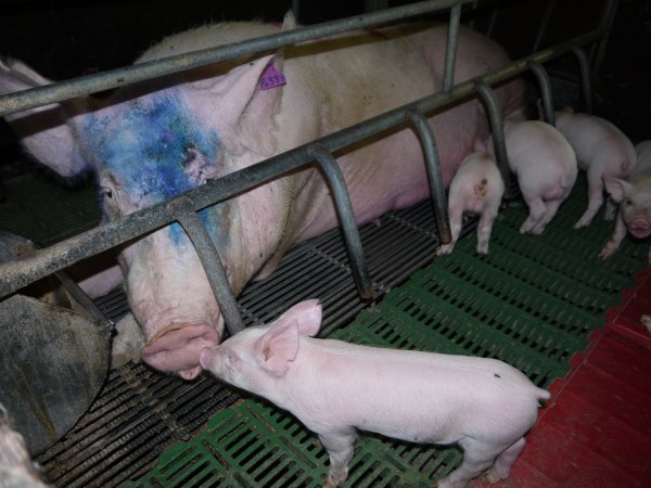 Farrowing crates at Templemore Piggery NSW