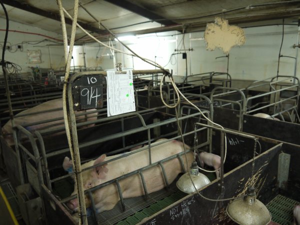 Farrowing crates at Templemore Piggery NSW